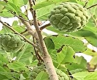 سیستان و بلوچستان سرزمین درختان شگفت‌انگیز
