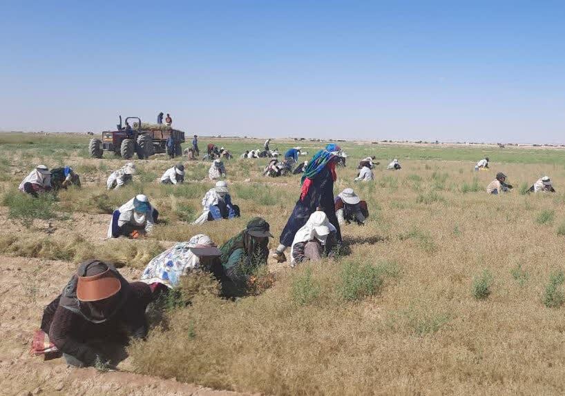 آغاز برداشت زیره سبز درسمنان