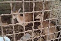 کشف ۲ رأس بزغاله وحشی زنده در خانه یک فرد متخلف در بهبهان