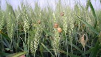 کاهش آفت سن زدگی گندم‌های هرمزگان به زیر نیم درصد