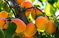 آغاز برداشت زردآلو از باغ های خراسان جنوبی