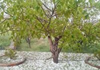 تداوم بارش باران در استان