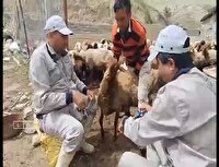 واکسیناسیون بیش از ۲۱۵ هزار دام در فاروج