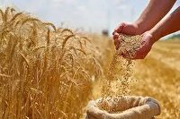 برداشت ۲۲۰ تن گندم از مزارع بخش تخت بندرعباس
