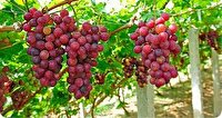 آغاز برداشت انگور یاقوتی از باغات کرمانشاه