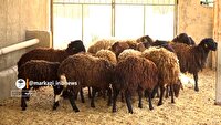 طرح پرورش گوسفندان دوقلوزا در ساوه