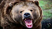 حمله خرس به چوپان درمنطقه سخت گذر دره شو کوهرنگ در چهارمحال و بختیاری