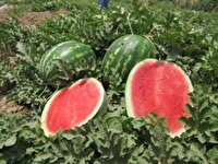بیش از هزار و ۹۰۰ هکتار از اراضی خراسان جنوبی زیر کشت محصولات جالیزی