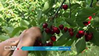 برداشت محصول گیلاس از باغات انگوت در استان اردبیل