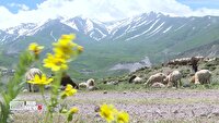 مرتفع ترین روستای استان اردبیل، در نوبت ثبت جهانی