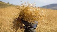 برداشت خوشه‌های طلایی از مزارع آزادشهر