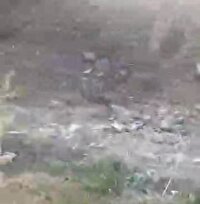 بازگشت یک رأس بز کوهی به زیستگاه طبیعی در منطقه حفاظت شده ورجین شمیرانات