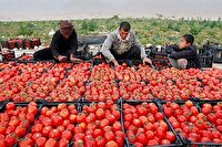 آغاز برداشت گوجه فرنگی در اراضی کشاورزی گچساران