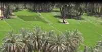 شالی کاری در زادگاه خورشید ایران؛ کشت برنج محلی در کله‌گان سراوان