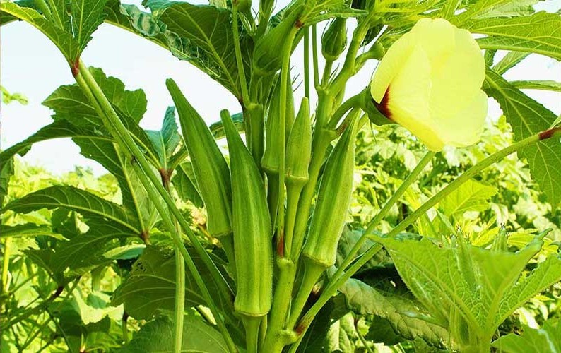 آغاز برداشت بامیه در خفر