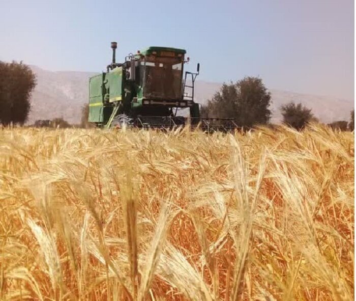 برداشت بیش از ۸۰۰ تن جو دیم در بندرلنگه برداشت بیش از ۸۰۰ تن جو دیم در بندرلنگه