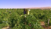 برداشت نوبرانه انگور یاقوتی از تاکستان‌های گراش