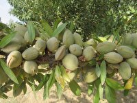 نخستین بار باردهی طرح ۶۵ رقم امید بخش بادام در چهارمحال و بختیاری