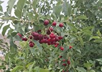 آغاز برداشت آلبالو  از باغات شاهرود