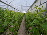 افزایش ۲۸.۴۷ درصدی تسهیلات امداد ولایت خراسان جنوبی به متقاضیان