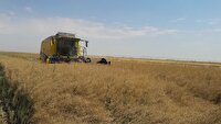 آغاز برداشت کلزا در شهرستان میامی