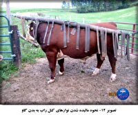 پیشگیری از افت ۲۵ و ۱۵ درصدی در وزن پرواربندی و تولید شیر با مدیریت مگس و حشرات در دامداری