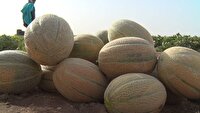 برداشت صیفی از ۷۰۰ هکتار از زمین‌های کشاورزی اردستان