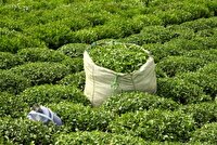 چین دوم برگ چای آغاز شد