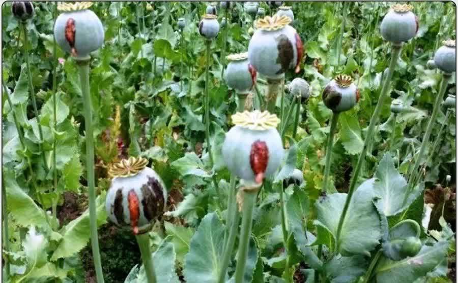 نابودسازی مزارع خشخاش در صالح‌ آباد