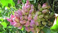 پیش بینی برداشت ۴۲۵ تن محصول پسته از  باغات زنجان