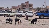 نظارت بر بازار دام در ایرانشهر