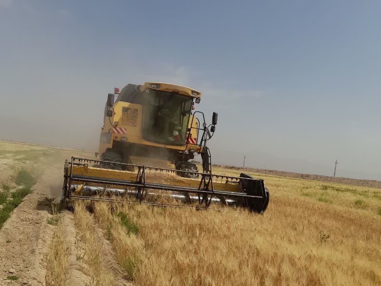 آغاز برداشت جو در دامغان