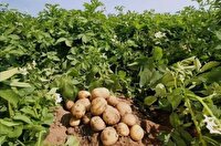 پیش‌بینی برداشت ۶۰ هزار تن محصول از مزارع سیب‌زمینی آذربایجان‌غربی