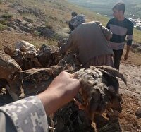 دستگیری متخلفان زنده‌گیری کبک وحشی در شهرستان نقده