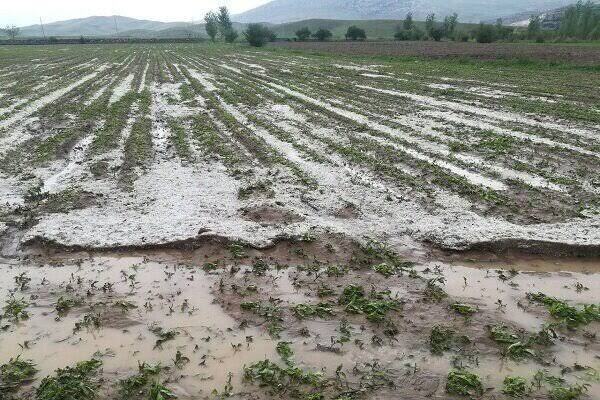 طوفان و تگرگ بیش از ۵۷۲ میلیارد تومان به بخش کشاورزی شهرستان خسارت وارد کرد