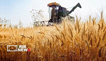 آغاز برداشت گندم در چهارمحال و بختیاری
