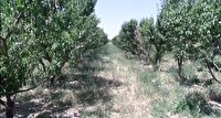 بررسی  مشکلات باغ های هلو و شلیل اسدآباد