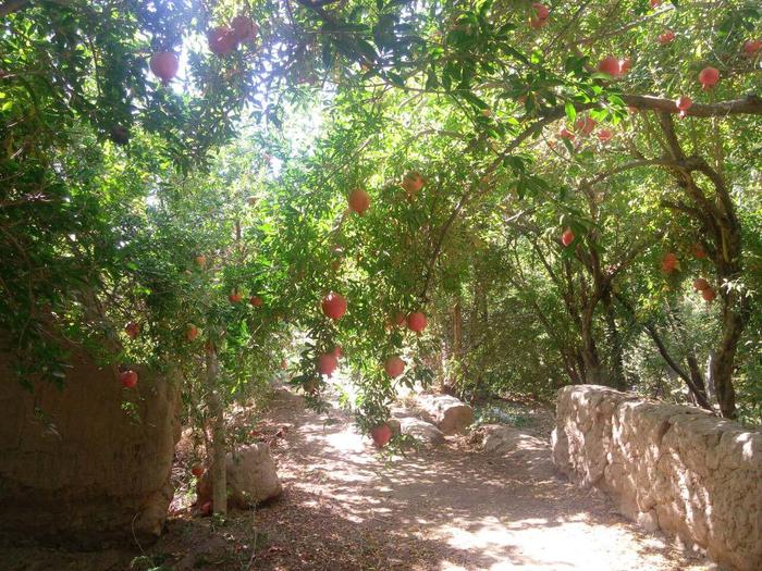 کوچه باغ های شاهدیه