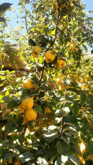 به ، میوه  پائیزی منشاد 