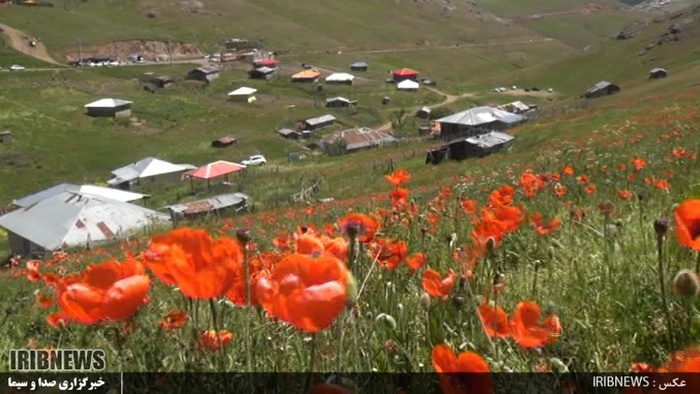دشت زیبای شقایق 27 کیلومتری جاده خلخال به اسالم