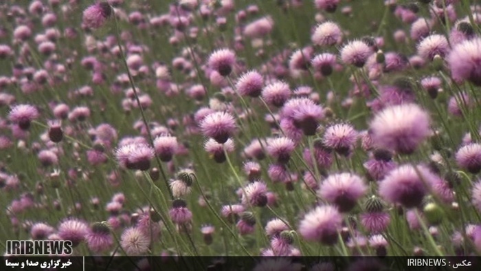 دشت زیبای شقایق 27 کیلومتری جاده خلخال به اسالم