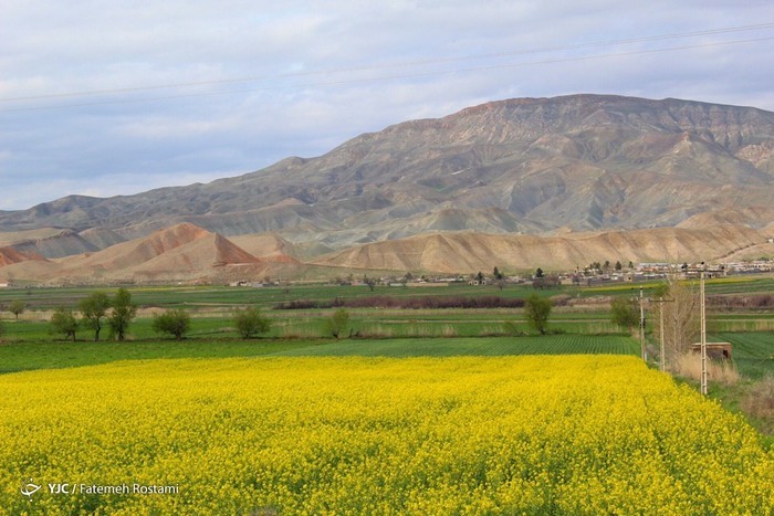 کشت جایگزین در خراسان شمالی