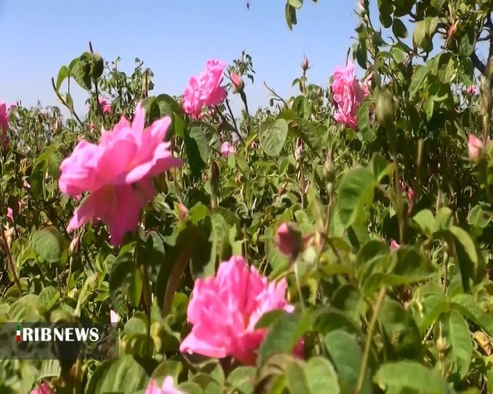 کشت جایگزین در خراسان شمالی